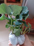 15颗丹东9999盆栽地栽草莓苗带土发货丹东草莓苗丹东地栽盆栽草莓苗绿植 赛娃草莓营养杯苗4棵 15cm(含)-30cm(不含) 实拍图