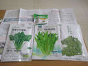 寿禾 油麦菜种子耐热生菜农家四季蔬菜种孑播秋冬季菜种子小青菜菜籽 四季米香油麦菜种子3g约1000粒 实拍图