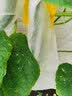 苦瓜套袋 丝瓜防虫套袋苦瓜防虫袋无纺布防蜂防果蝇防虫套袋 扎丝款 15*36cm(100个装)苦瓜套袋 实拍图
