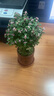 栋硕金枝玉叶盆栽办公多肉植物稀有品种老桩多肉花卉室内盆景好养绿植 【三年老桩】金枝玉叶+陶瓷盆 原土发货 实拍图