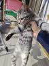 【空运 次日达】44l猫腹传针剂油剂干性湿性腹水腹膜炎可口服片剂 新款加强【10送2】20mg 6ml*12支 实拍图