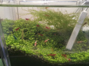 云峰海瑞黑壳虾清洁虾观赏虾 鱼缸水族箱水草缸清洁除藻淡水 【漂亮清洁虾】水晶虾5只 实拍图