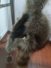 芷小琪2025新款小浣熊皮草帽子貉子皮儿童冬季保暖护耳帽男女通用款 无帽檐-小码-头围54-56厘米 禁止沾水-3岁以上均可佩戴 实拍图