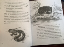 狼王梦 完整版（全5册）沈石溪动物小说画本小学生四五六年级课外阅读书籍沈石溪系列儿童文学 [7-14岁] 课外阅读 暑期阅读 课外书 晒单实拍图