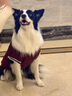 智宙狗狗衣服中型犬秋冬款保暖柴犬泰迪比熊法斗柯基学院风卫毛衣秋季 酒红学院风毛衣 XL适合14斤内 实拍图