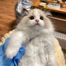 涴喵 布偶猫活体幼猫宠物猫咪活体海双蓝双山猫布偶蓝眼睛长毛仙女猫 宠物级 蓝双布偶猫 实拍图