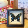 蒲恋真蝴蝶标本相框 木质装饰画DIY复古相框摆台家具装饰生日礼物礼品 夏型绿带翠凤蝶 印象复古实木黑框+礼品袋 实拍图
