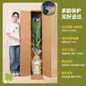 植男植女幸福树造型绿宝盆栽绿色植物客厅室内大型绿植办公室乔迁源头直发 实拍图