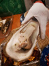 贝司令【鲜活】乳山生蚝海鲜特产贝类牡蛎烧烤3XL净重4斤 10-15只礼盒装 实拍图