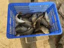 川泽加粗醒目湖库鲢鳙专用鱼漂纳米远投大物漂超长行程抗走水翘嘴浮漂 NP-02-3号 青草大物漂 铅:6.2g 单支【防爆大物漂 加粗醒目】 实拍图