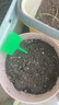 超甜蜂蜜小西瓜种子红玉无籽小西瓜四季种植阳台庭院盆栽水果种子 蜂蜜盆栽小西瓜种子（30天可吃） 高产良种：3包约120粒【新种 实拍图