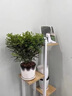 【驱蚊草】清香木盆栽室内花卉植物净化空气除甲醛绿植胡椒木 5年苗【当年开花爆满】加仑盆 红花清香木【驱蚊虫】【净化空气 实拍图