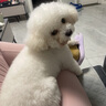 来旺兄弟猫咪剃脚毛器充电款宠物剃毛器边剃边吸毛美容用品PC-298 实拍图