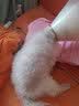 宠星记 宠物绷带 遛狗防脏 自粘带缠脚 狗狗鞋子脚套鞋套 小中大型犬 宽7.5cm 蓝白格子 6卷 实拍图