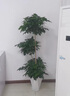植男植女发财树招钱树天堂鸟金钱树幸福树白掌大绿植室内办公室客厅绿植 【幸福树】1.4-1.6m 白色圆柱形双层树脂盆 实拍图