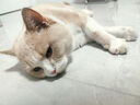加仕高猫咪牵引绳猫绳子宠物用品防挣脱背心式溜猫猫咪外出遛猫绳子L 实拍图
