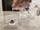 特百惠（Tupperware）日式温酒器套装清酒杯玻璃酒壶小酒杯白酒杯酒盅果酒杯酒具 日式酒具套装：锡花款一壶两杯 3只 日式温酒器 实拍图