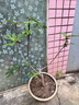 滨淇果树苗无花果苗当年结果波姬红南北方种植苗 3厘米粗1棵源头直发 实拍图