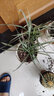 仟草集吊兰绿植盆栽室内盆栽花卉绿植物花卉盆栽土培水培吊兰 不含盆 金心吊兰整盆苗3-5棵 实拍图