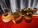 开时果 多肉植物仙人球仙人掌小盆栽桌面植物 肉肉组合办公室内绿植花卉 【3盆自选】组合多肉植物 实拍图