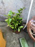 爱你一万年栀子花盆栽花卉植物室内绿植四季好养茉莉花源头直发驱蚊组合包邮 三叶草吸水盆90#栀子花】 实拍图