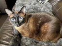 艾尔（Aier）猫粮海洋鱼成猫通用鱼肉味20斤流浪猫救助 10kg20斤 晒单实拍图