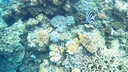 TELESIN适配GoPro12 13防水壳gopro11 10 9运动相机保护壳潜水壳 45米防水 hero8防水壳（40米） 实拍图