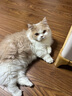 普安特猫咪情绪安抚精油项圈外出应激狗狗舒缓情绪抓咬乱尿35cm灰色 实拍图