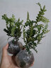 开时果 清香胡椒木盆栽 办公室内花卉迷你桌面盆景植物驱蚊草好养绿植 清香胡椒木+原土发货（不含盆） 实拍图