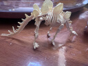古欧考古挖掘恐龙化石玩具骨架仿真剑龙模型六一儿童节生日礼物 晒单实拍图