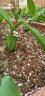 欧悟 蓝莓苗 蓝莓树苗盆栽地栽南方北方果树苗庭院阳台果苗室内外植物 奥尼尔 五年苗（当年结果） 晒单实拍图