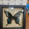 蒲恋真蝴蝶标本相框 木质装饰画DIY复古相框摆台家具装饰生日礼物礼品 夏型绿带翠凤蝶 印象复古实木黑框+礼品袋 实拍图