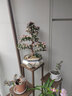 自然空间傲梅金枝玉叶盆栽多肉植物老桩造型室内阳台办公客厅 源头直发 实拍图