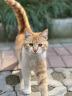 麦富迪营养森林猫粮 成猫暹罗蓝猫波斯猫流浪猫通用型天然粮 10kg 晒单实拍图