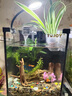 爬将军桌面斗鱼缸超白鱼缸迷你小型家用客厅办公室生态懒人水草缸 20cm缸（全套真植套餐） 实拍图