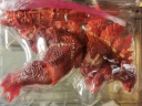 梵盛哥斯拉手办玩具怪兽红莲15厘米可动玩偶电影版核能喷射模型恐龙 红莲版哥斯拉 实拍图