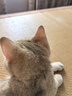 普安特宠物狗狗猫咪滴眼液眼药水洗眼液狗狗泪痕眼屎多润洁朗闪晶洁眼液 洗眼液+耳部护理液/2套 实拍图