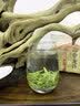 鸾雀珍稀白茶2025年明前茶采摘新茶口粮新茶正宗春茶浙江原产耐泡绿茶 500g一斤 实拍图