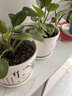 裕轩堂陶瓷花盆中国风梅兰竹菊桌面地面盆栽多肉带托盘简约绿萝吊兰植物 79100蘭 大号口径约17厘米 实拍图