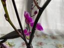 栋硕蝴蝶兰花苗真花四季开花室内盆栽带花苞带花剑送客户长辈开业乔迁 蝴蝶兰带花苞+营养杯 紫色系 实拍图