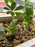 大禹矮生番茄苗盆栽小西红柿苗带土秧苗种子圣女果树苗寿光水果蔬菜苗 红矮生盆栽小番茄苗3盆 带盆土 实拍图