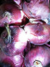 中鲜生 云南紫皮洋葱现挖红皮洋葱新鲜蔬菜生鲜当季新鲜洋葱 5斤装【精选装】 实拍图