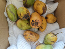 海南小台农芒果新鲜现摘小台芒应当季热带水果特产甜心熟芒果整箱 小果(爆甜多汁) 正宗海南小台芒9斤 实拍图