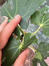 滨淇果树苗无花果苗当年结果波姬红南北方种植苗 3厘米粗1棵源头直发 实拍图