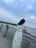 独束大码女装温婉知性新中式旗袍连衣裙2024夏季新款淡雅A字长裙 绿竹花 L (尺码：2) 实拍图