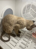 UCAT宠物烘干箱猫咪烘干机家用静音狗狗吹风神器洗澡自动开门宠物用品 70L豪华版 6面烘干【7仓直发】 实拍图