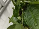 花友发财树盆栽办公室盆栽室内客厅桌面绿植小盆景发财树植物花卉 发财树三杆颗+繁星盆 实拍图