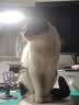 华元宠具（hoopet）猫零食冻干鸡胸肉冻干猫咪增肥鸡肉粒幼猫成猫宠物零食猫用品 混合三拼冻干桶500g 实拍图