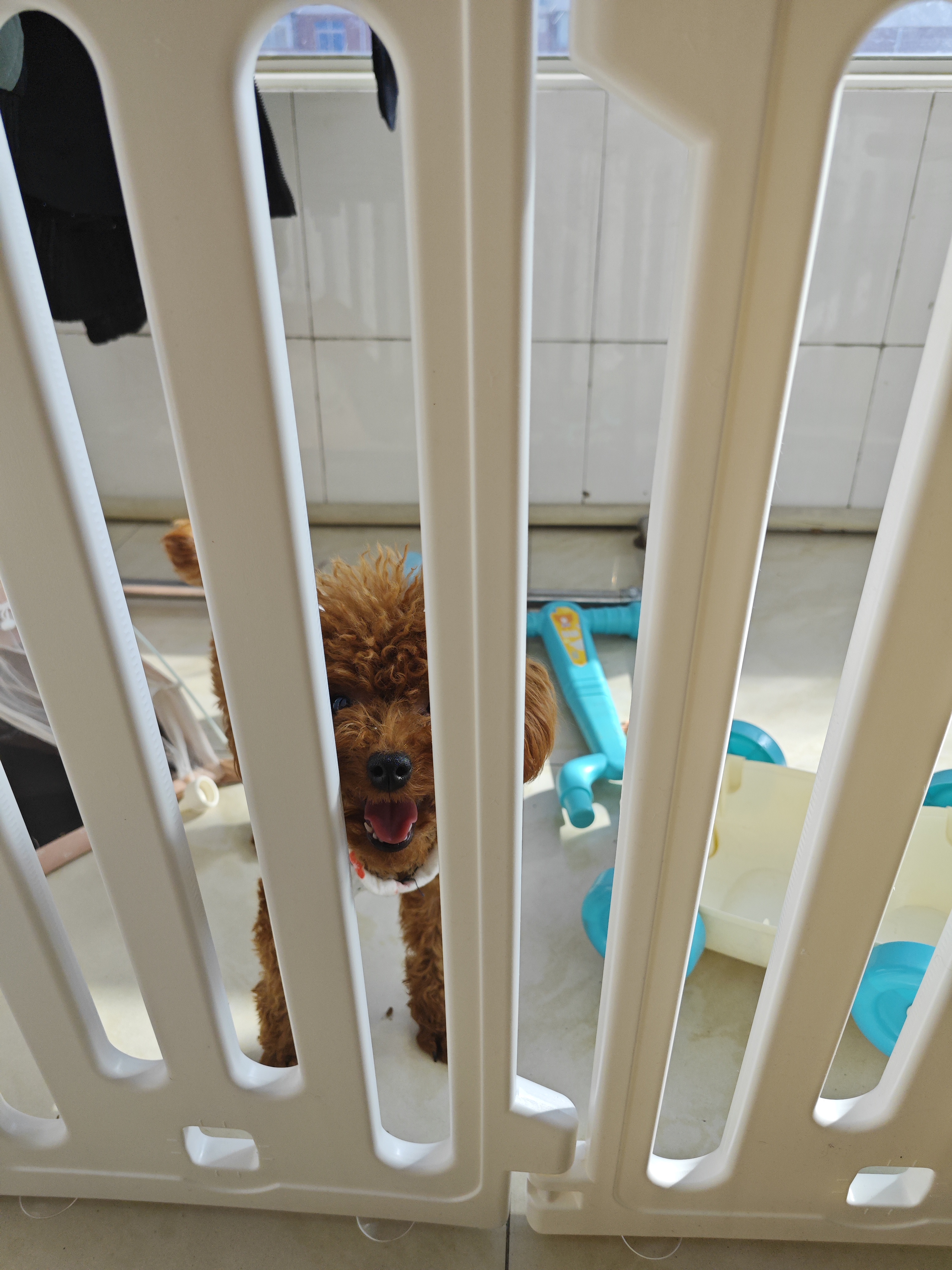 爪墅室内自由组合宠物围栏狗狗围栏狗栅栏狗笼子中小型犬狗窝 【标准款】70*70*65cm 实拍图