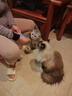吉芙全价主食猫条鱼油猫条0胶0淀粉鸡肉兔肉成幼猫湿粮包宠物猫咪食品 【经典款】鸡肉三文鱼整盒 实拍图